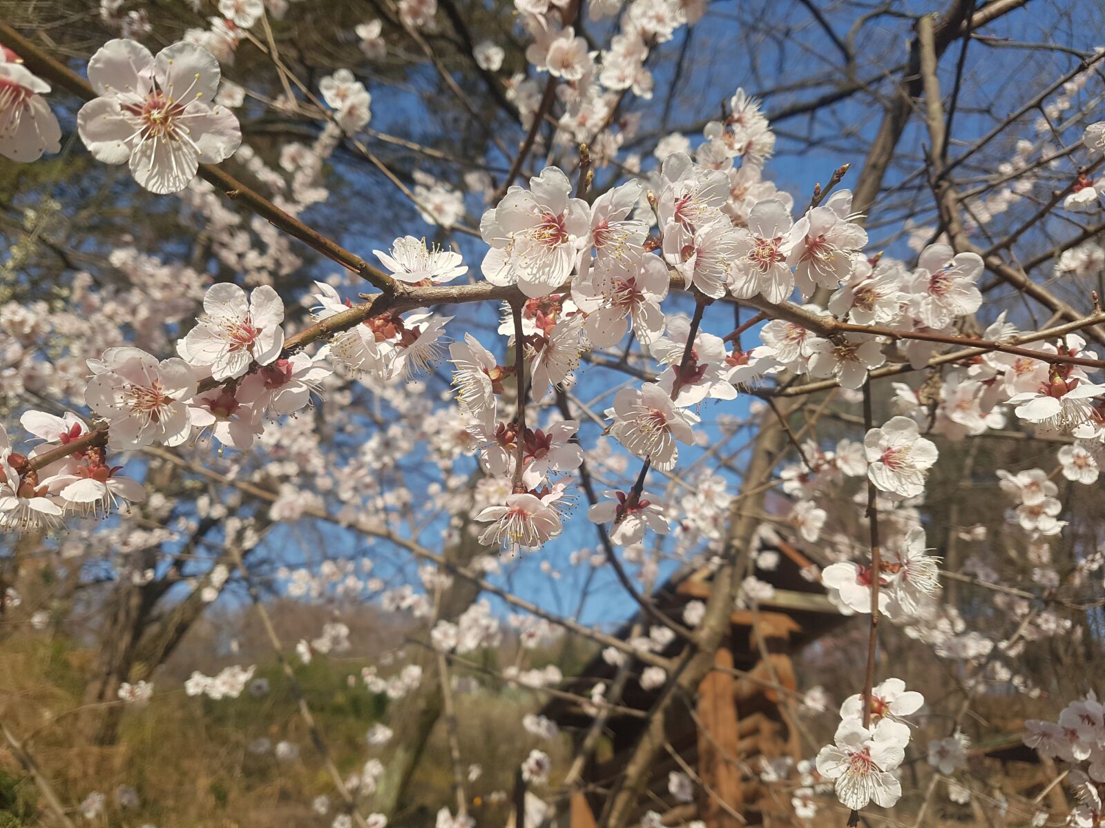 Samsung Galaxy S7 sample photo. Spring, flower, nature photography