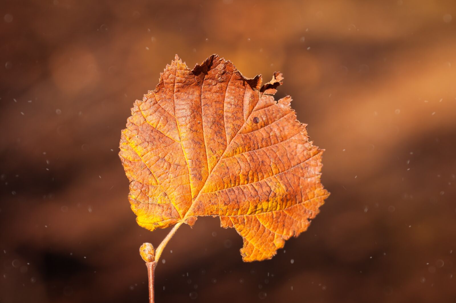 Nikon D90 sample photo. Leaf, brown, individually photography