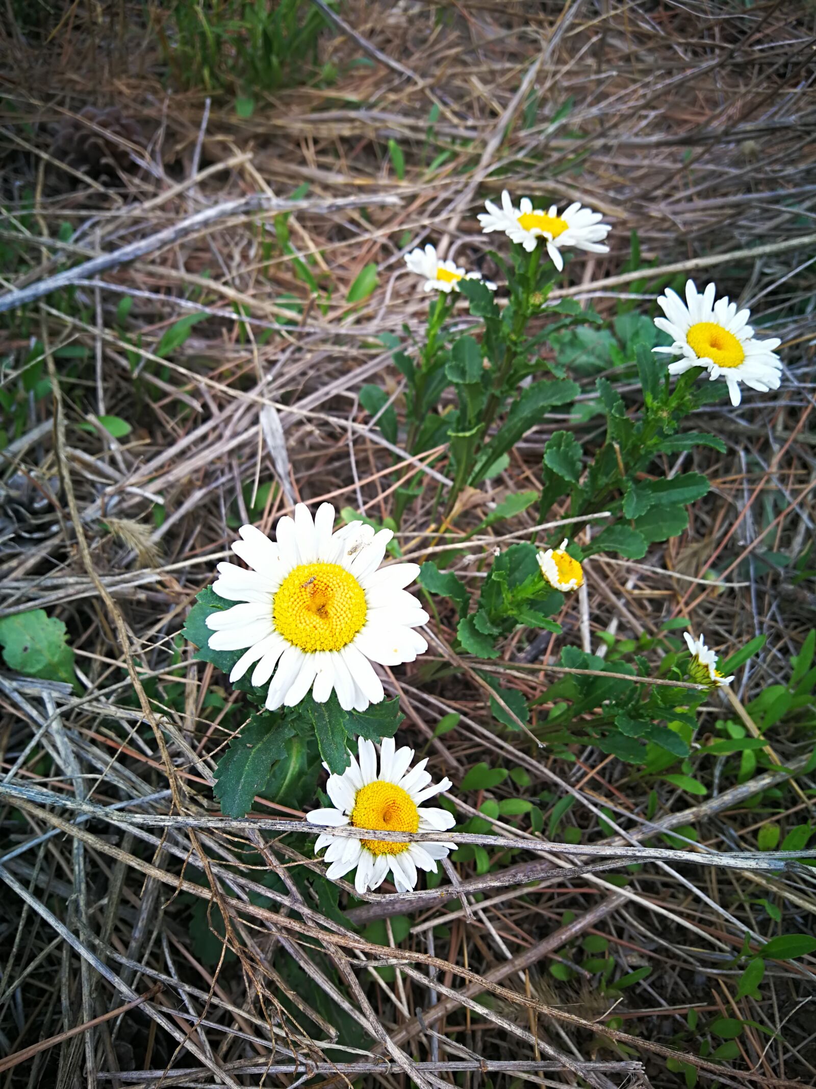 HUAWEI Mate 9 Pro sample photo. Chrysanthemum, little daisy, little photography