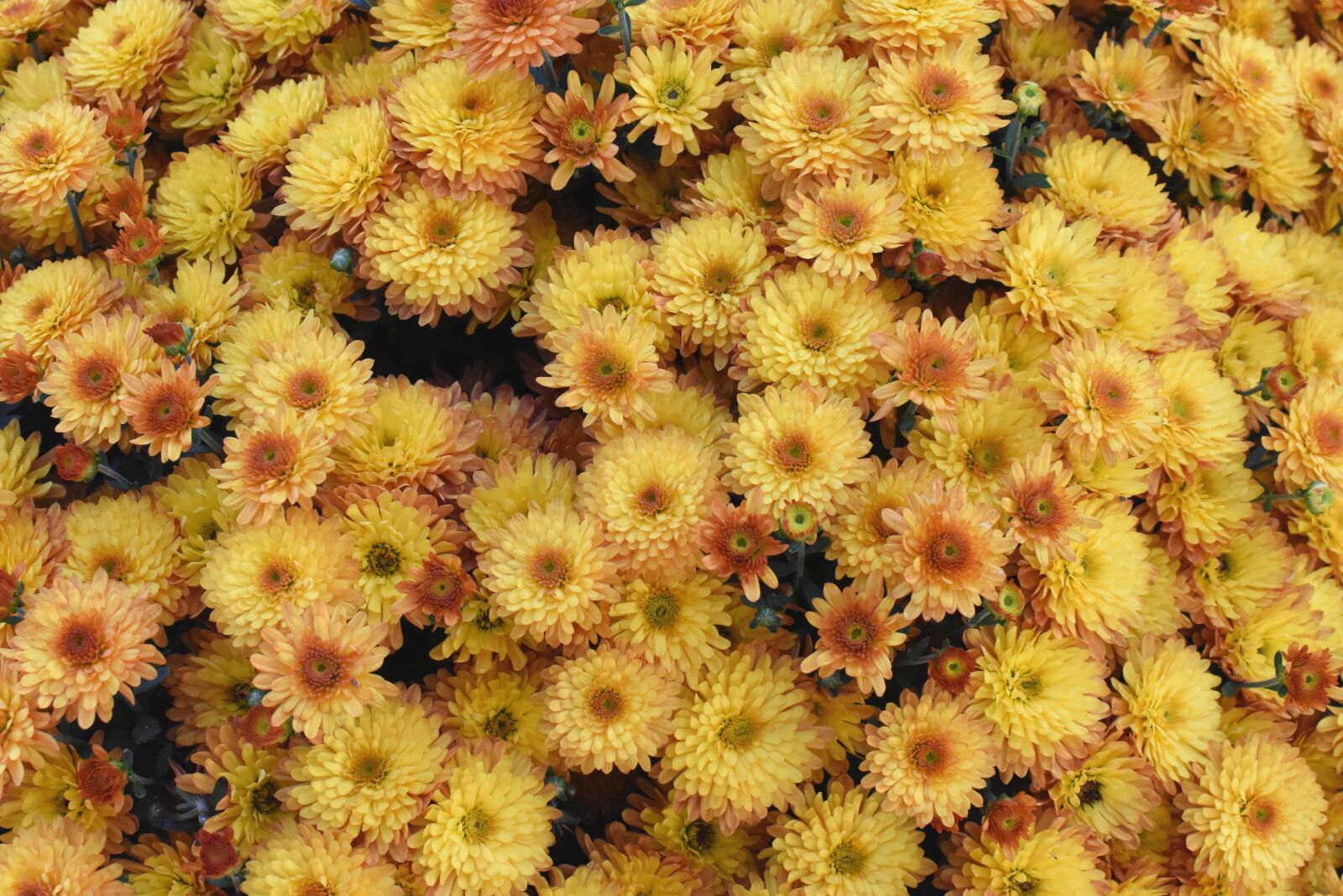 Nikon D5500 sample photo. Mums, flowers, yellow photography