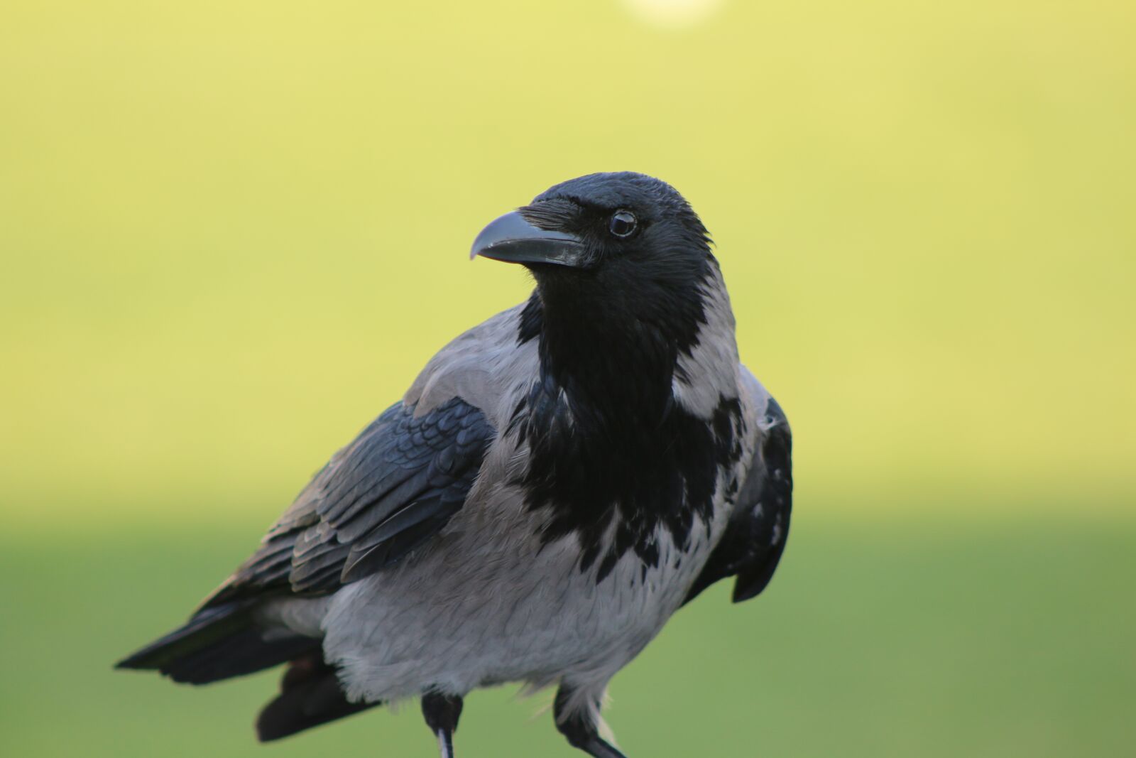 Canon EOS 70D sample photo. Crow, animal, black photography