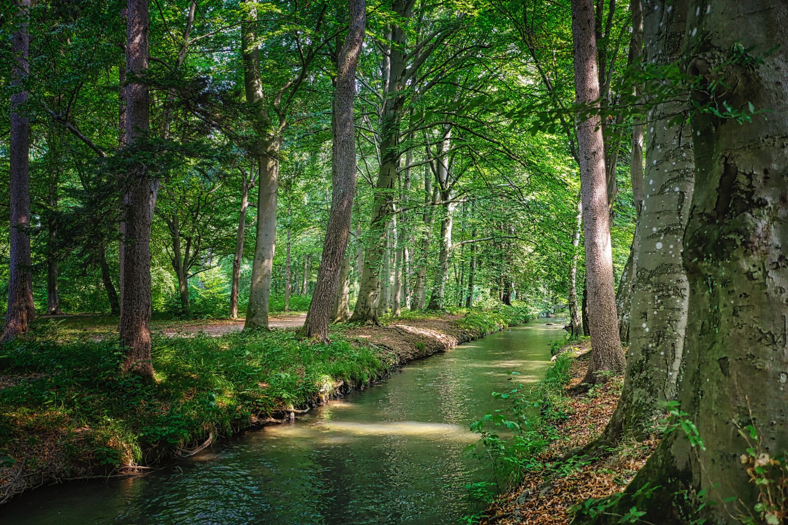 Panasonic Lumix DMC-GX8 sample photo. Forest, river, bach photography
