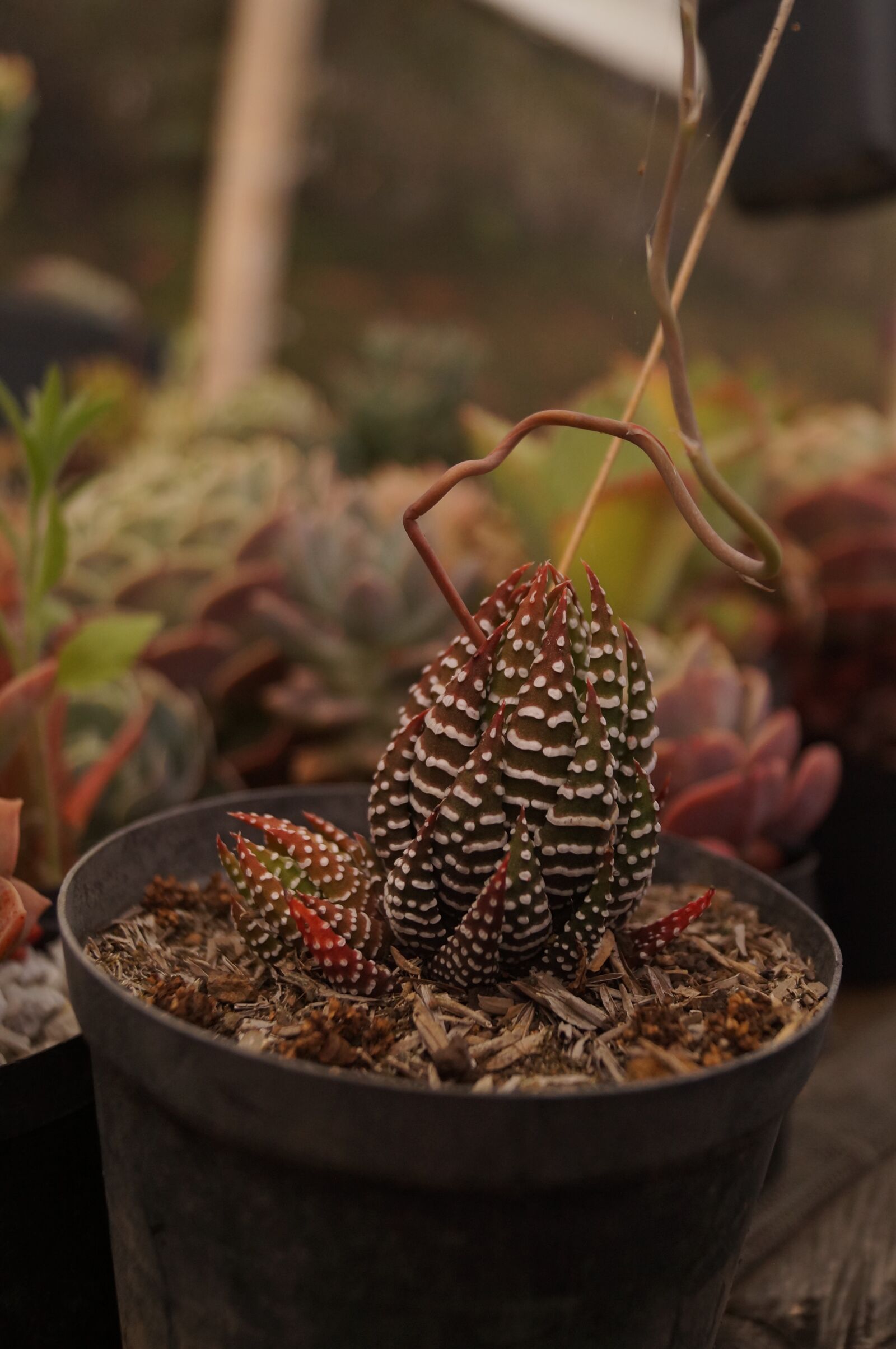 Sony SLT-A37 + Sony DT 18-55mm F3.5-5.6 SAM sample photo. Plants, succulent, plant photography