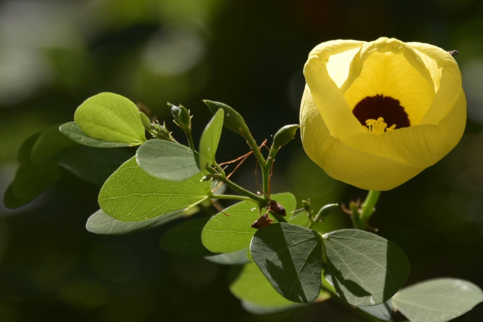 Nikon D750 sample photo. Israeli, summer, flower photography