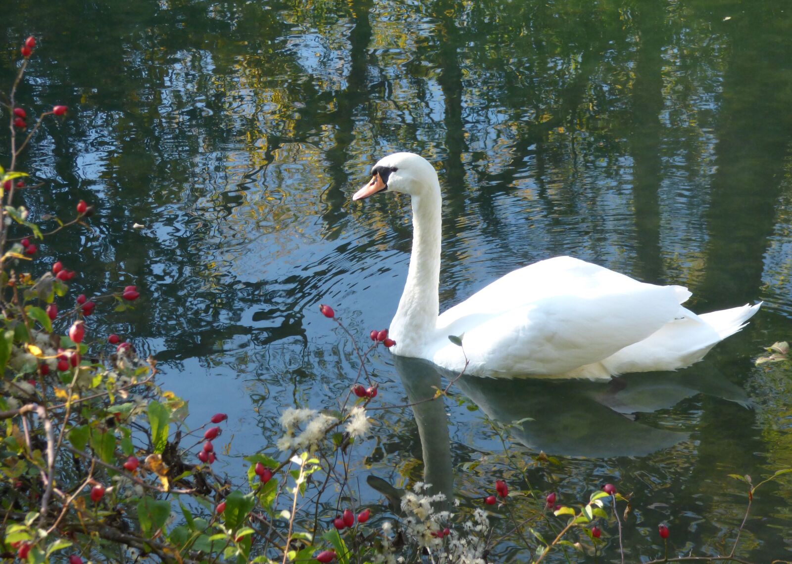 Panasonic DMC-FZ72 sample photo. Swan, white, plumage photography