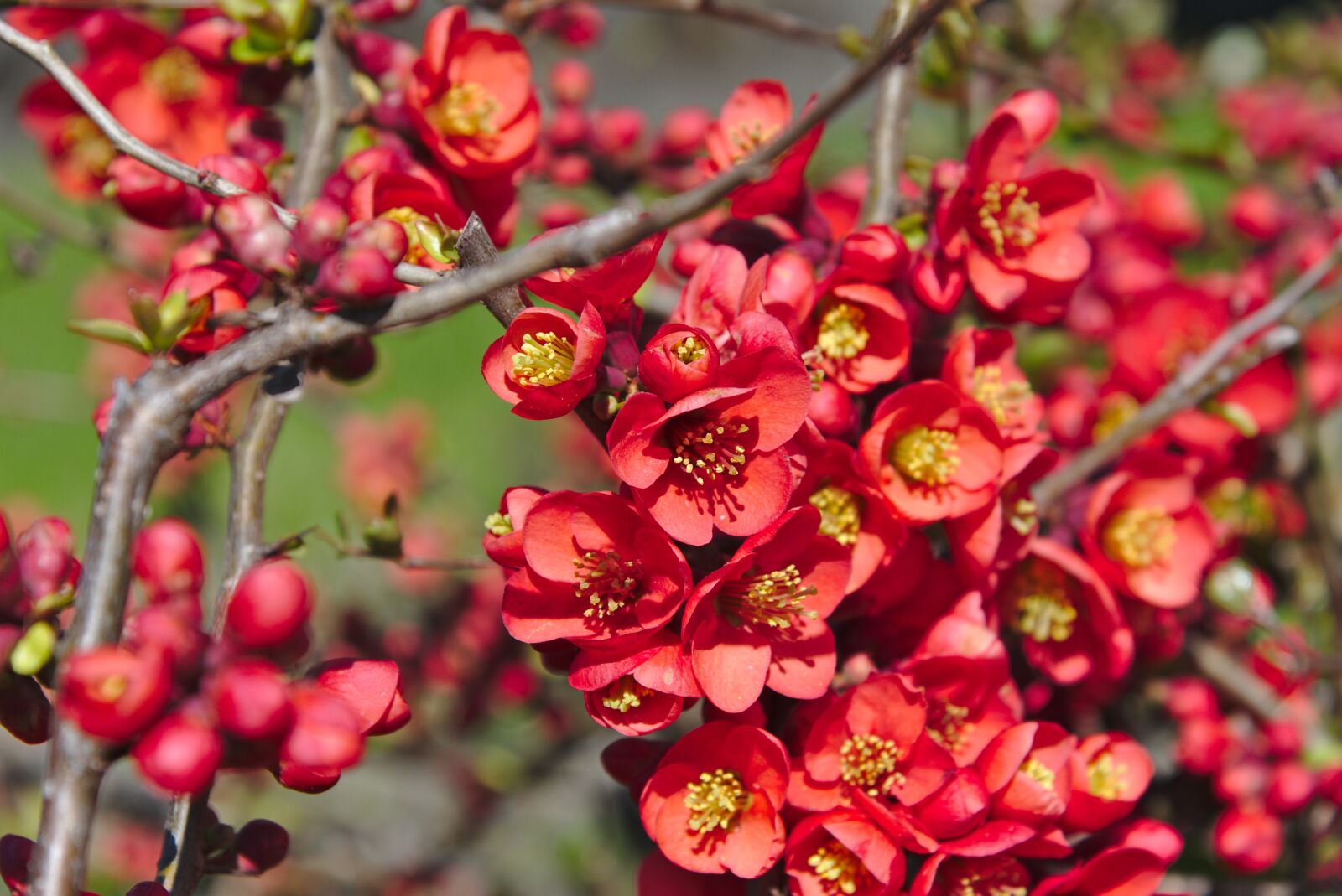 Nikon D750 sample photo. Spring, flowers, red photography