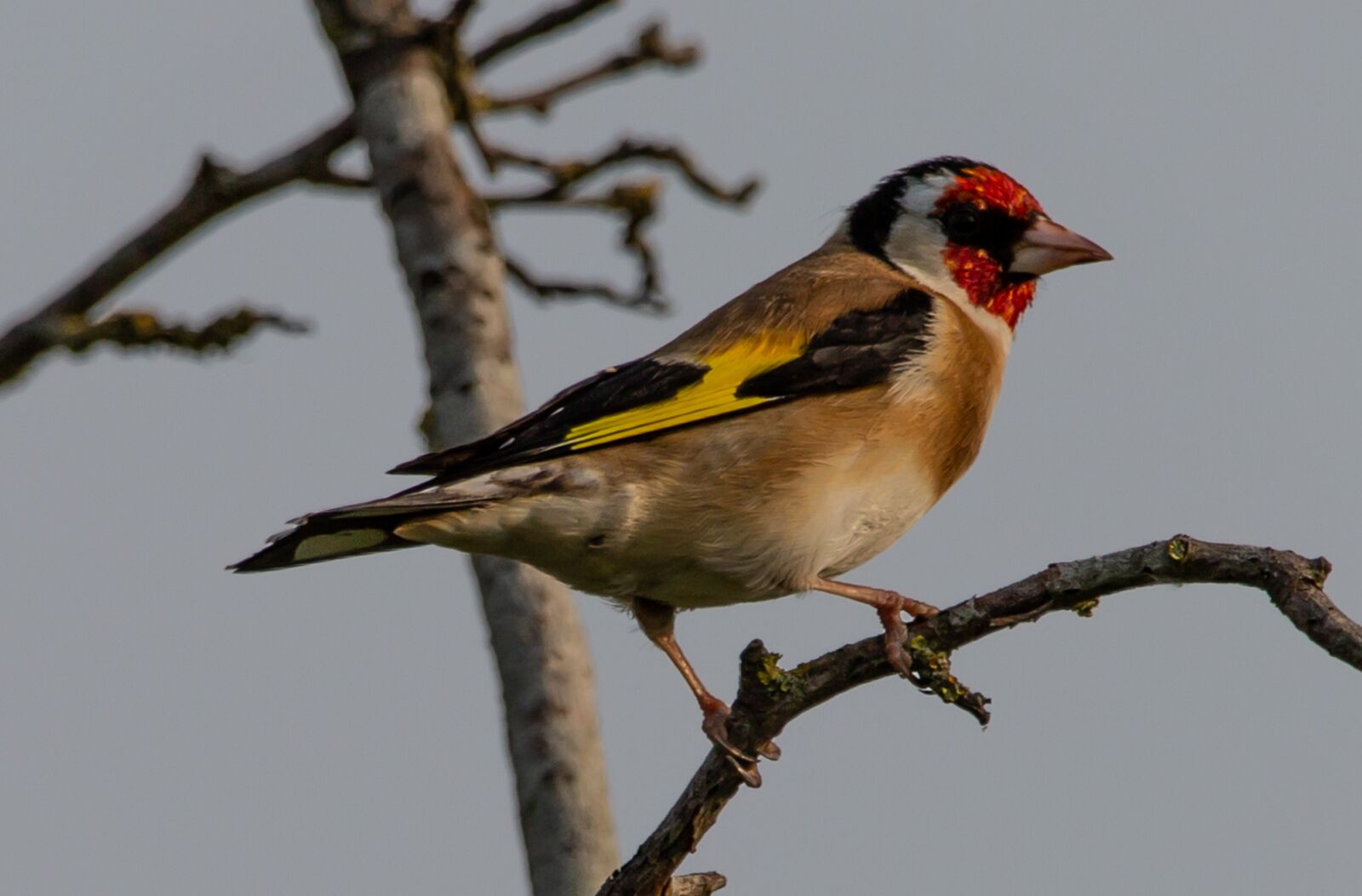150-600mm F5-6.3 DG OS HSM | Contemporary 015 sample photo. Goldfinch, finch, bird photography