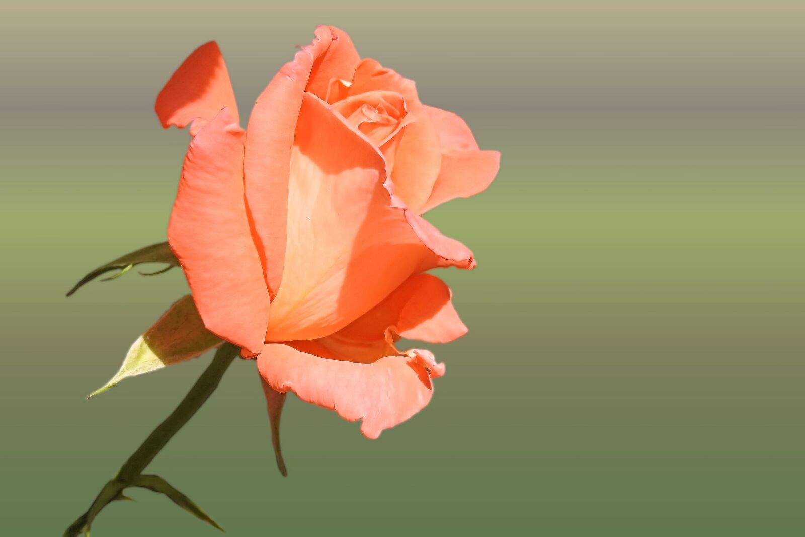 Nikon Coolpix P900 sample photo. Rose, orange, salmon photography