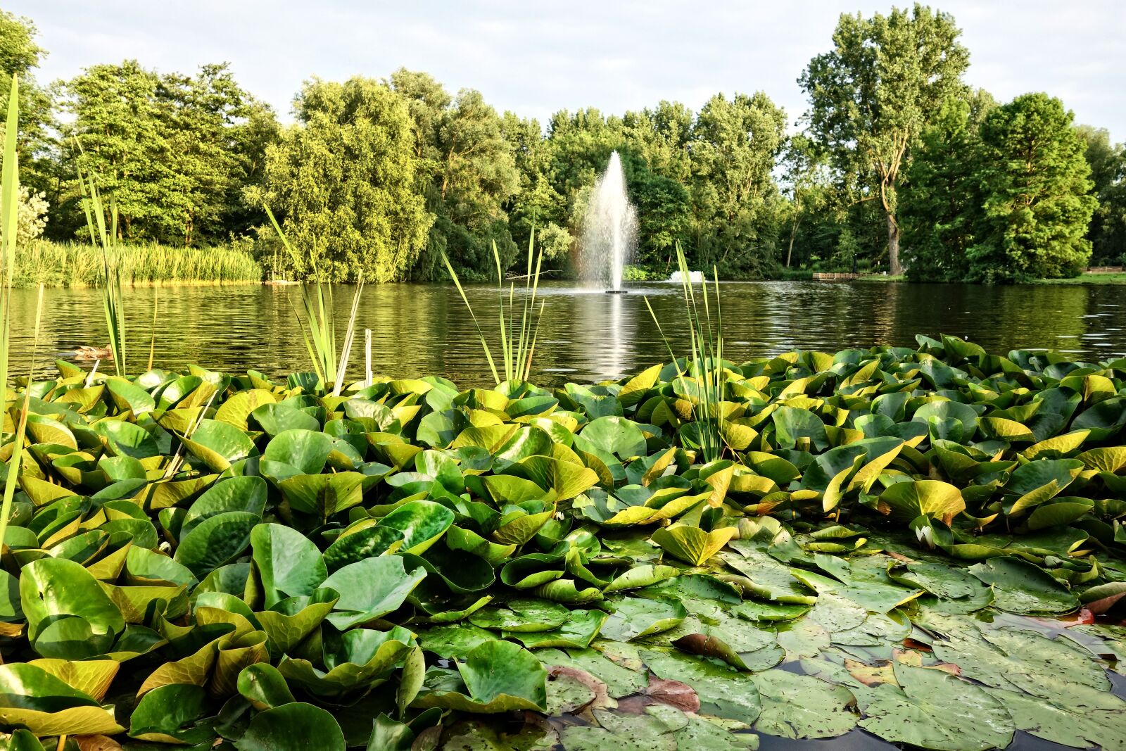 Sony Cyber-shot DSC-RX100 sample photo. Fountain, pond, waterlilies photography