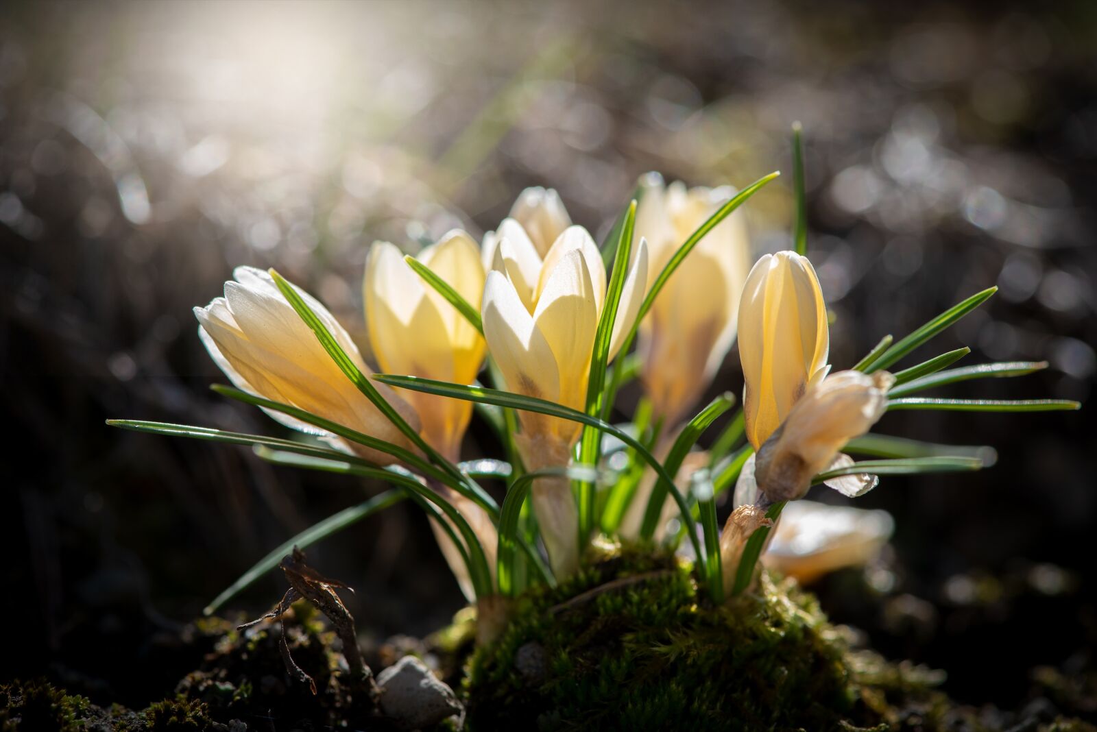 Nikon D750 sample photo. Crocus, yellow, flowers photography