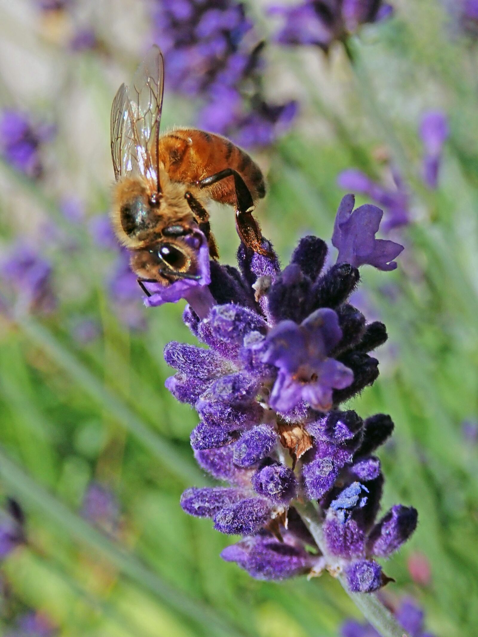 Olympus TG-5 sample photo. Bee, insect, flower photography