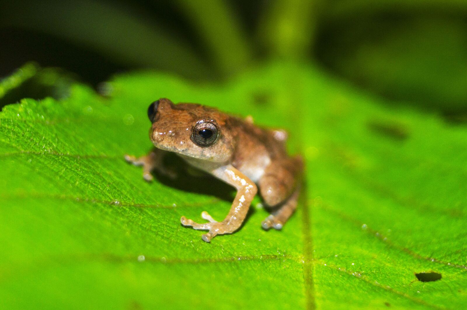 Sony SLT-A37 sample photo. Nature, wildlife, frog photography