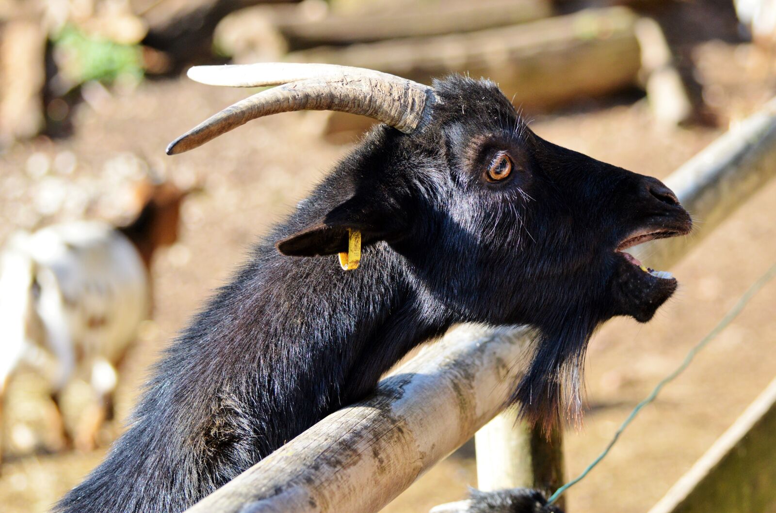 Nikon D3200 sample photo. Goat, livestock, billy goat photography