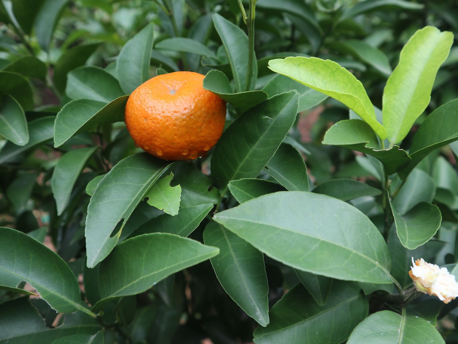Canon EOS M100 + Canon EF-M 15-45mm F3.5-6.3 IS STM sample photo. Fruit, orange, sugar tangerine photography