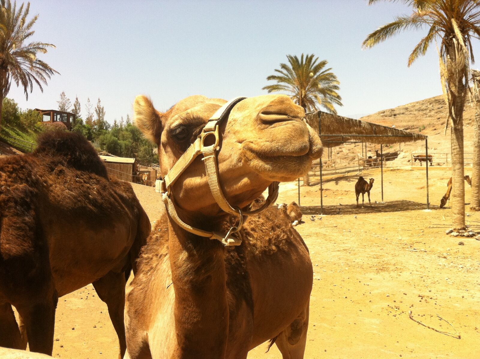 Apple iPhone 4 sample photo. Camel, animal, zoo photography