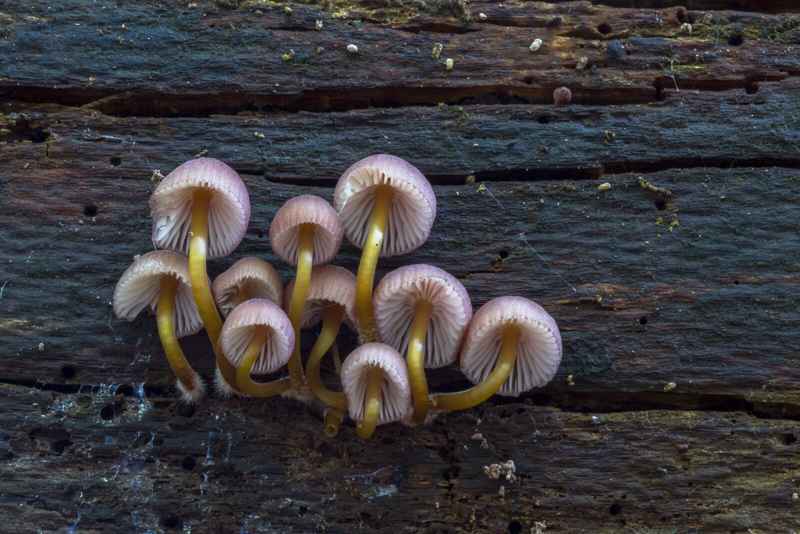 Canon EOS 7D sample photo. Mushroom, small mushroom, sponge photography