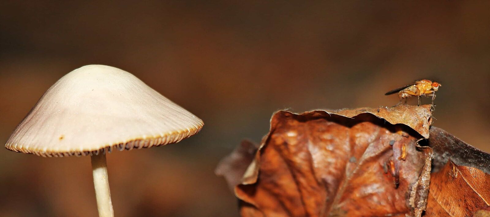 Canon EOS 550D (EOS Rebel T2i / EOS Kiss X4) sample photo. Leaf, mushroom, fungus, natural photography