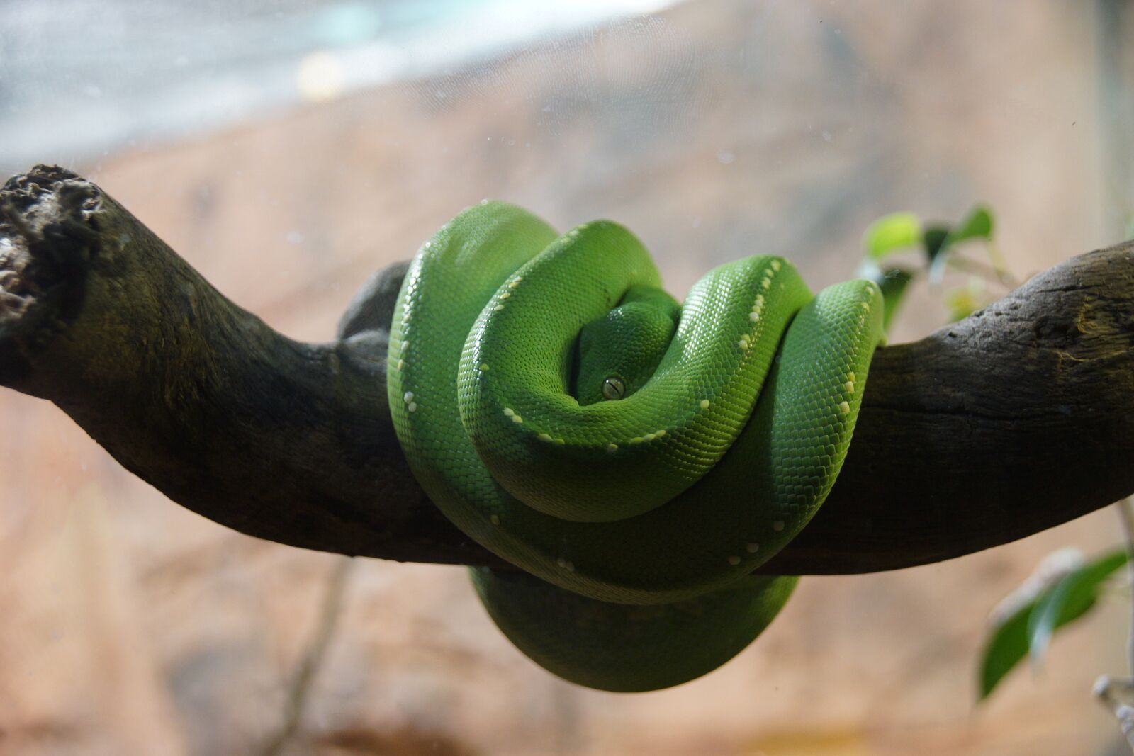 Sony SLT-A65 (SLT-A65V) sample photo. Snake, green, animal photography