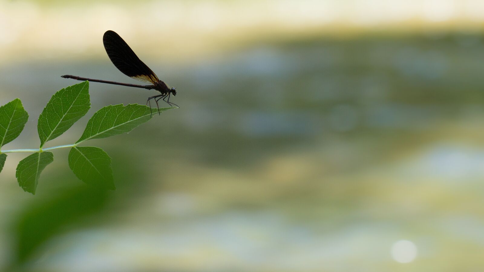Canon EF 100mm F2.8L Macro IS USM sample photo. Dragonfly, insect, insects photography