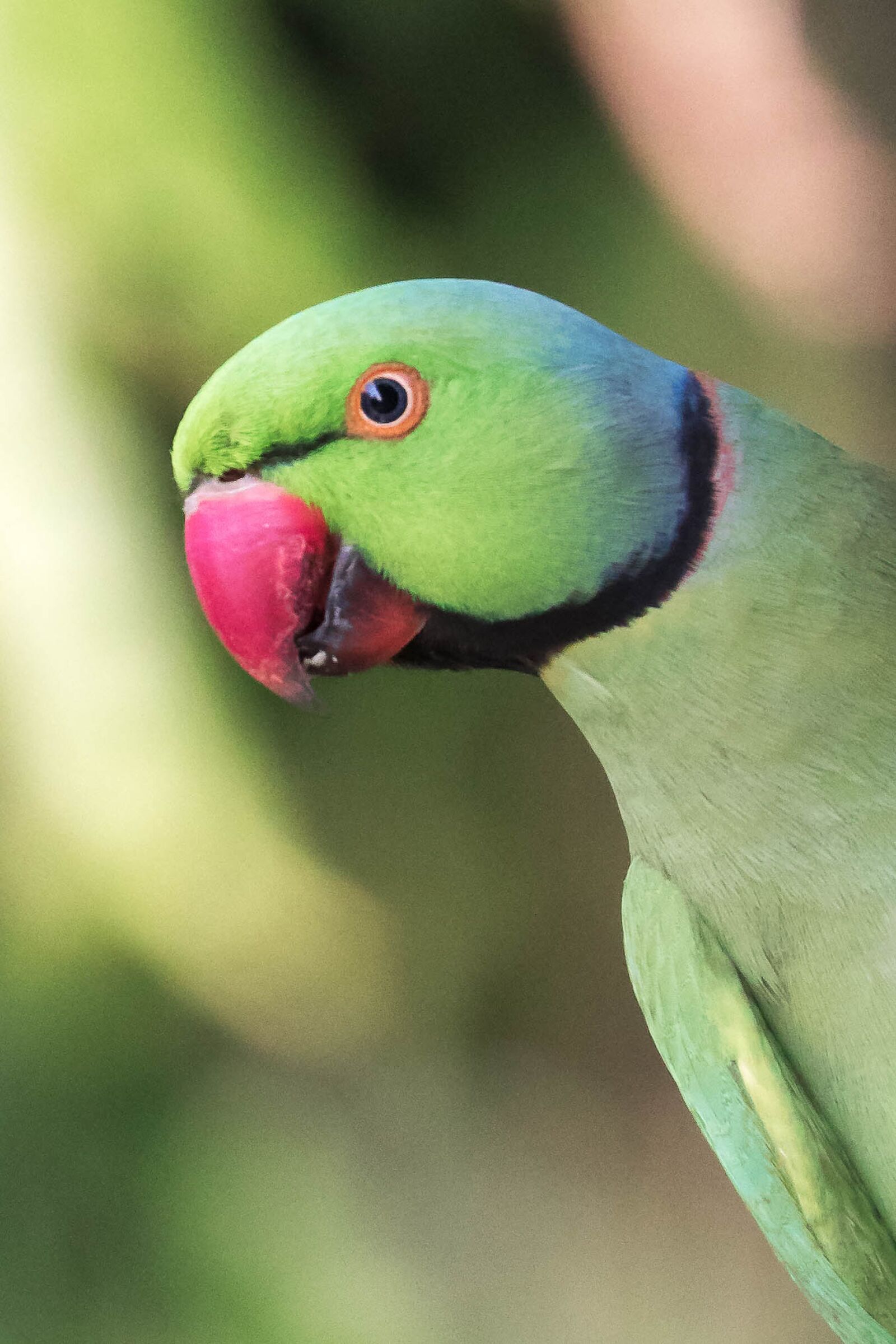 Canon EOS 7D Mark II sample photo. Bird, parrot, wildlife photography