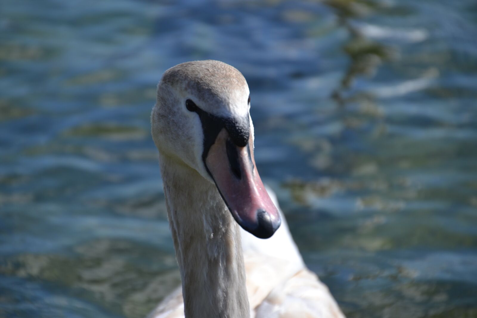 Nikon D3100 sample photo. Swan, young swan, water photography