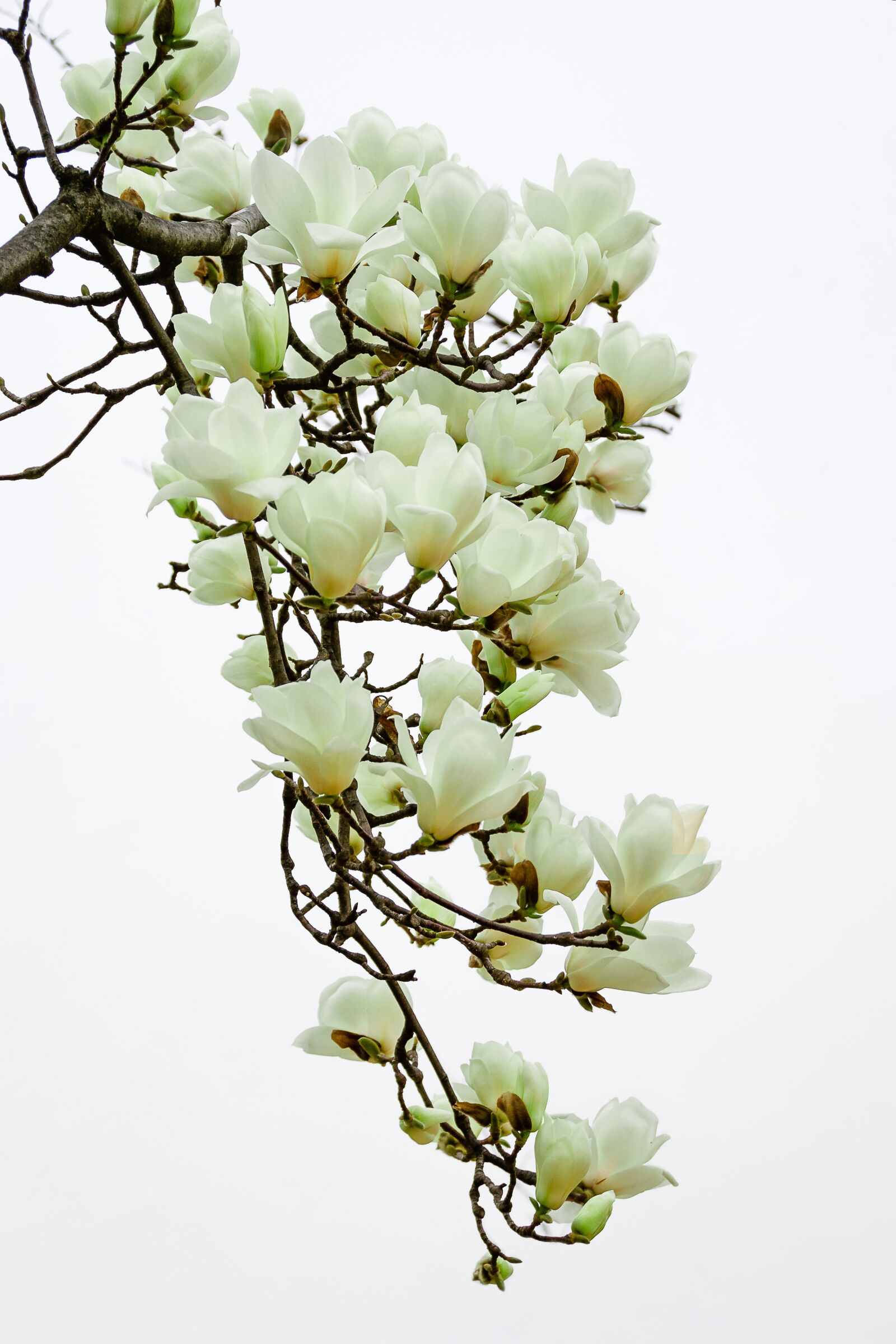 Nikon D3100 sample photo. Magnolia, spring flowers, nature photography