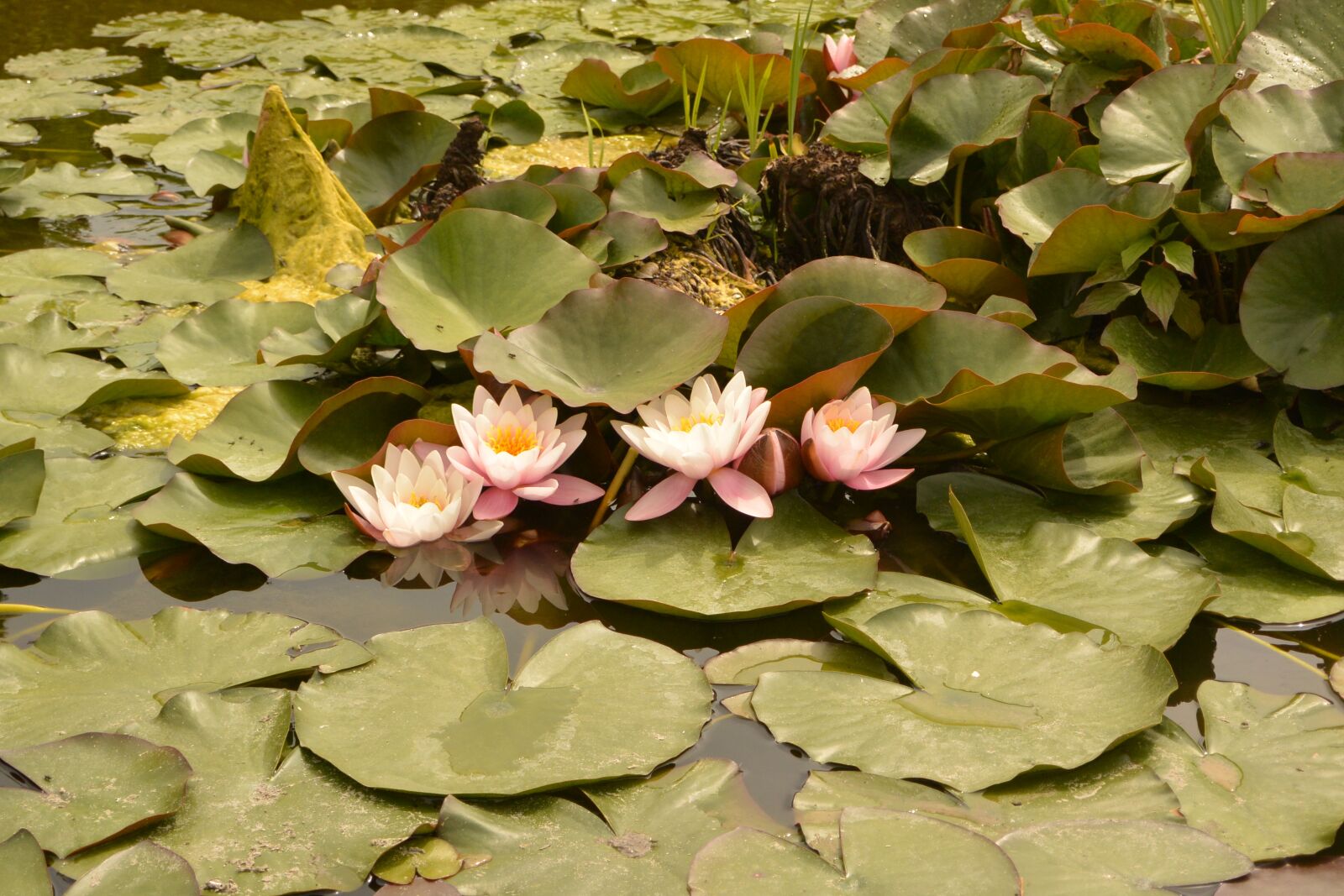 Nikon 1 J3 sample photo. Water lily, pond, aquatic photography