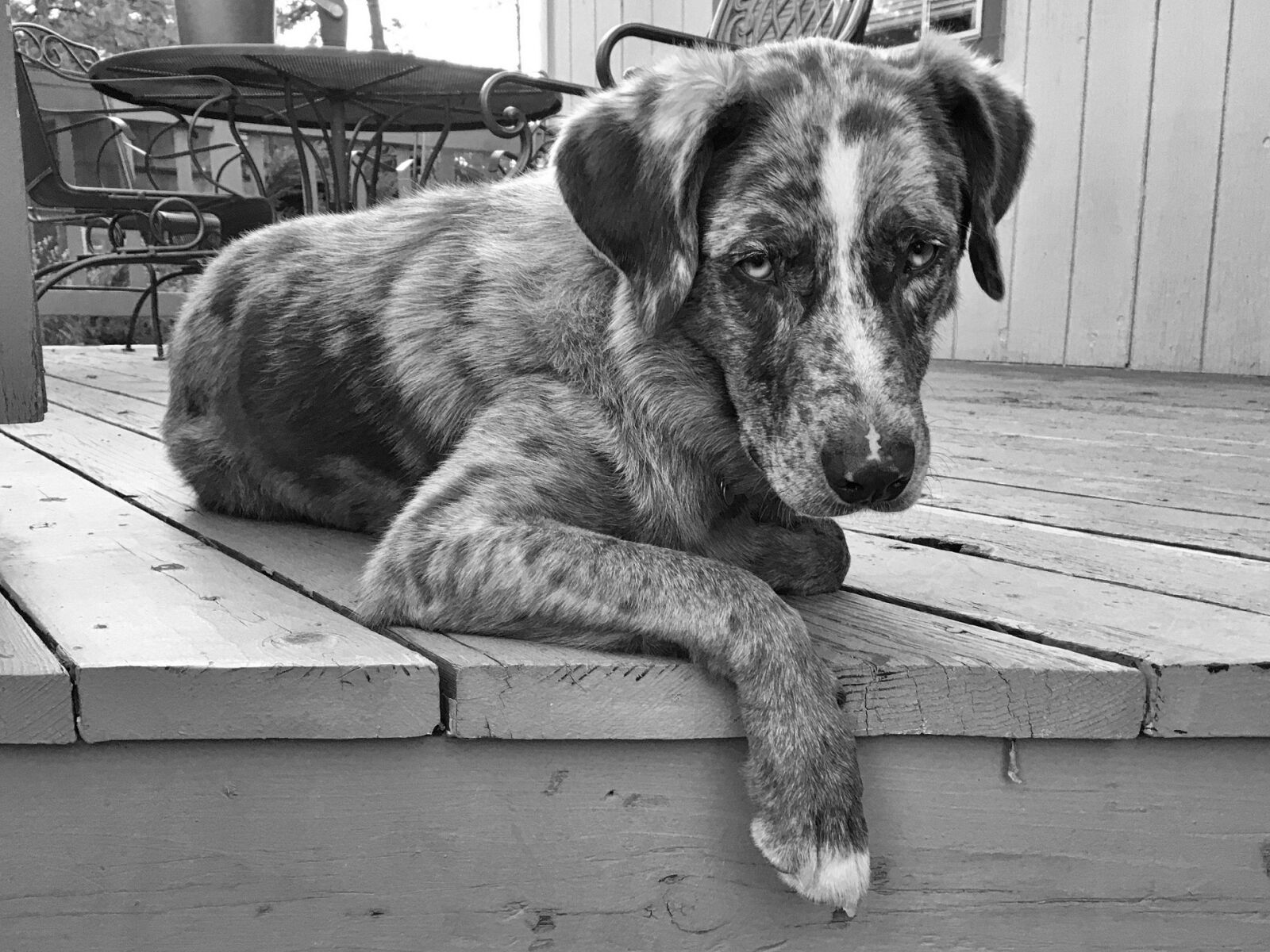 Apple iPhone 6s sample photo. Retriever, dog, resting photography