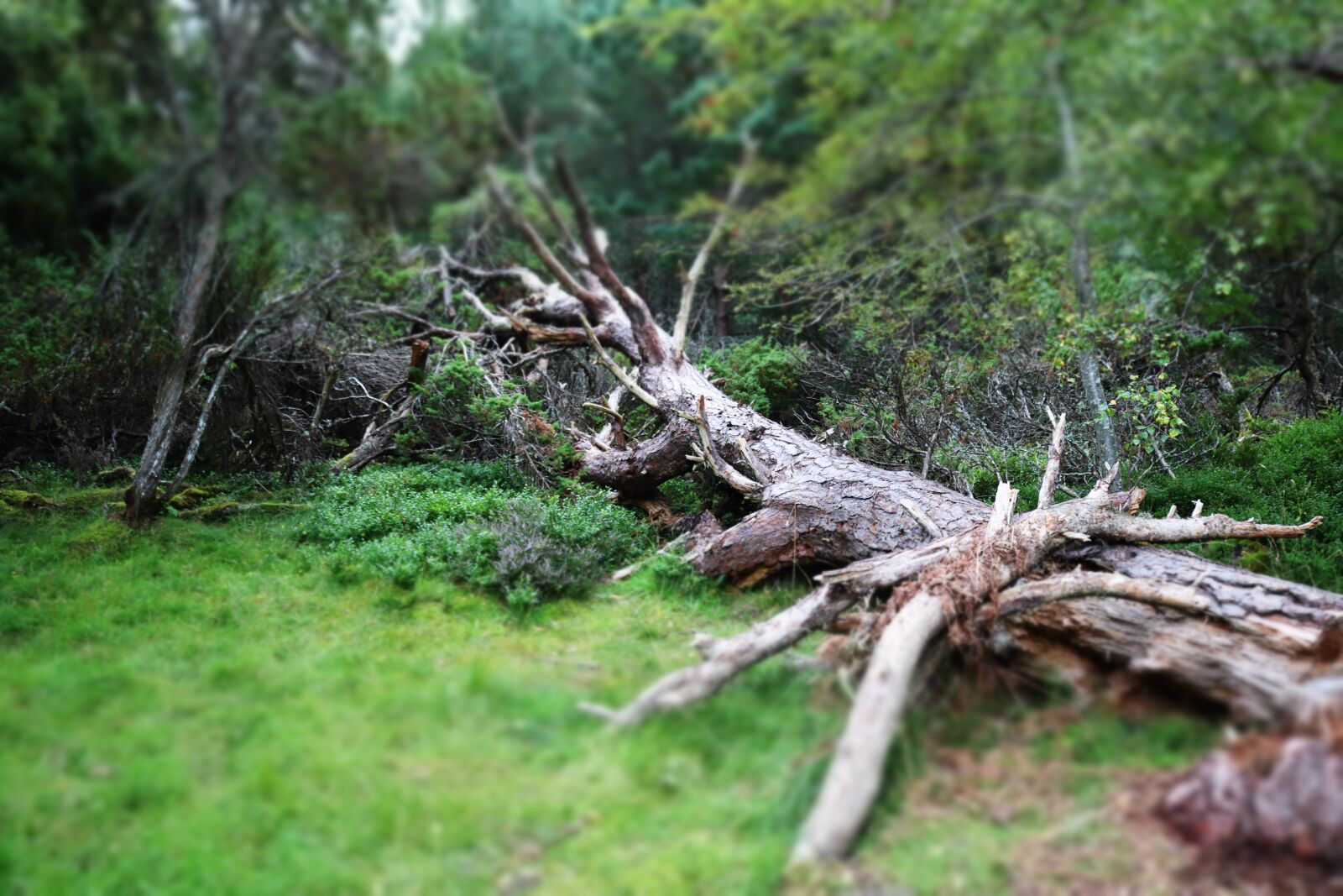 Canon EOS 750D (EOS Rebel T6i / EOS Kiss X8i) sample photo. Tree, moor, nature photography