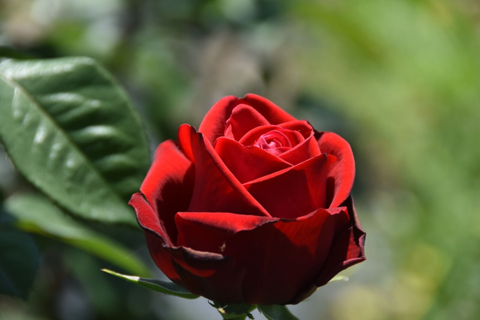 Nikon D7200 sample photo. Rose, maypole queen, garden photography