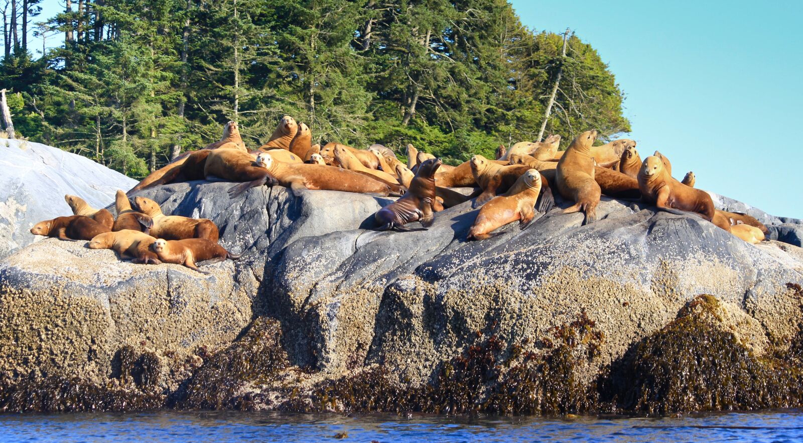 Canon EOS 60D sample photo. Sea lions, rock, ocean photography