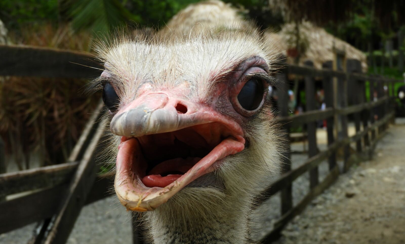 Nikon Coolpix B700 sample photo. Nature, ave, ostrich photography