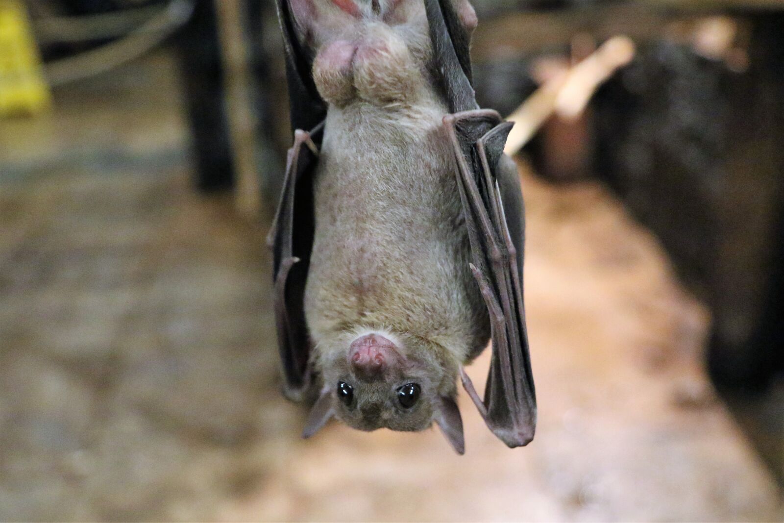 Canon EOS 7D Mark II sample photo. Fruit bat, bat, fruit photography