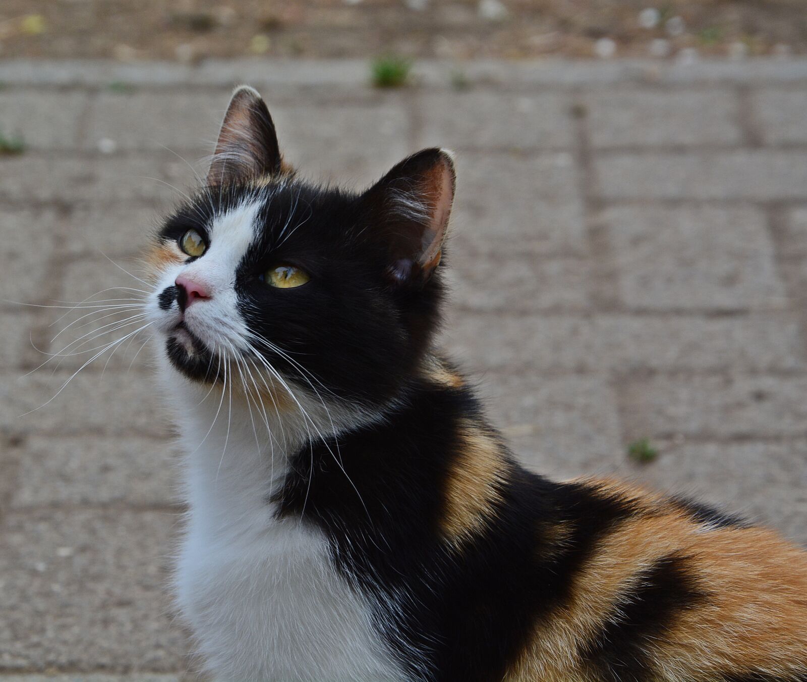 Nikon D7100 sample photo. Cat, motley, animal photography
