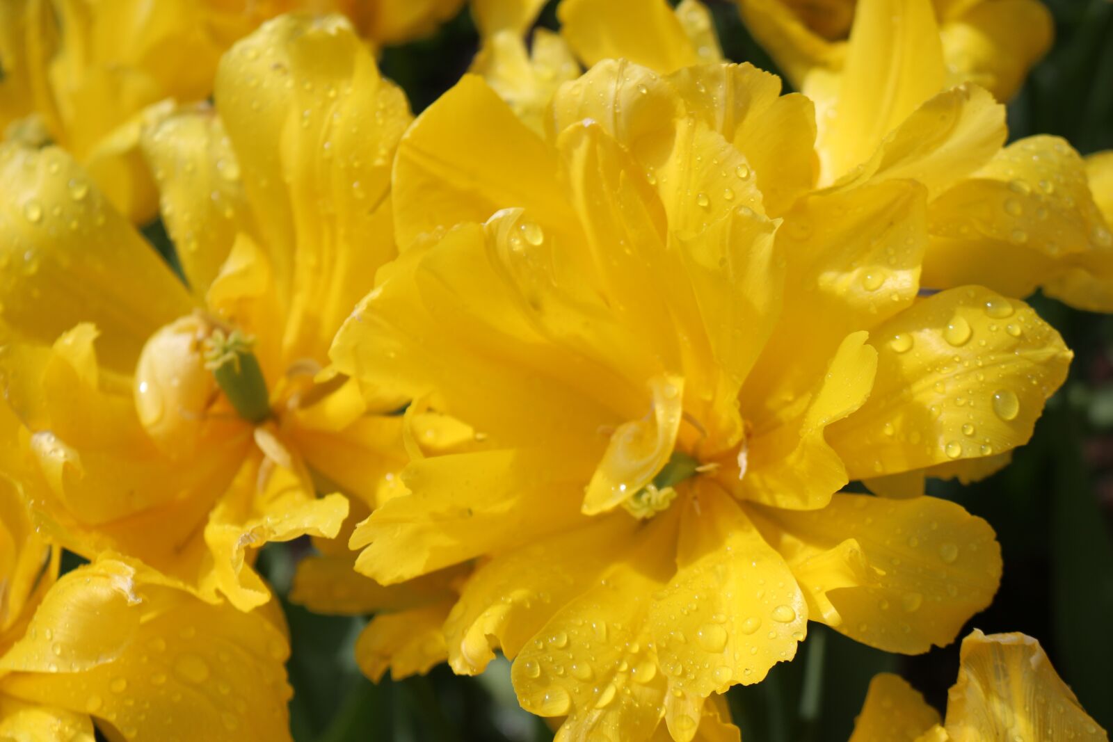Canon EOS 700D (EOS Rebel T5i / EOS Kiss X7i) sample photo. Yellow flowers, flowers, garden photography