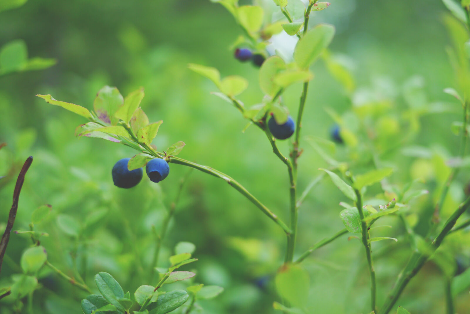 Panasonic Lumix DMC-G3 sample photo. Antioxidant, berry, blueberry, branch photography