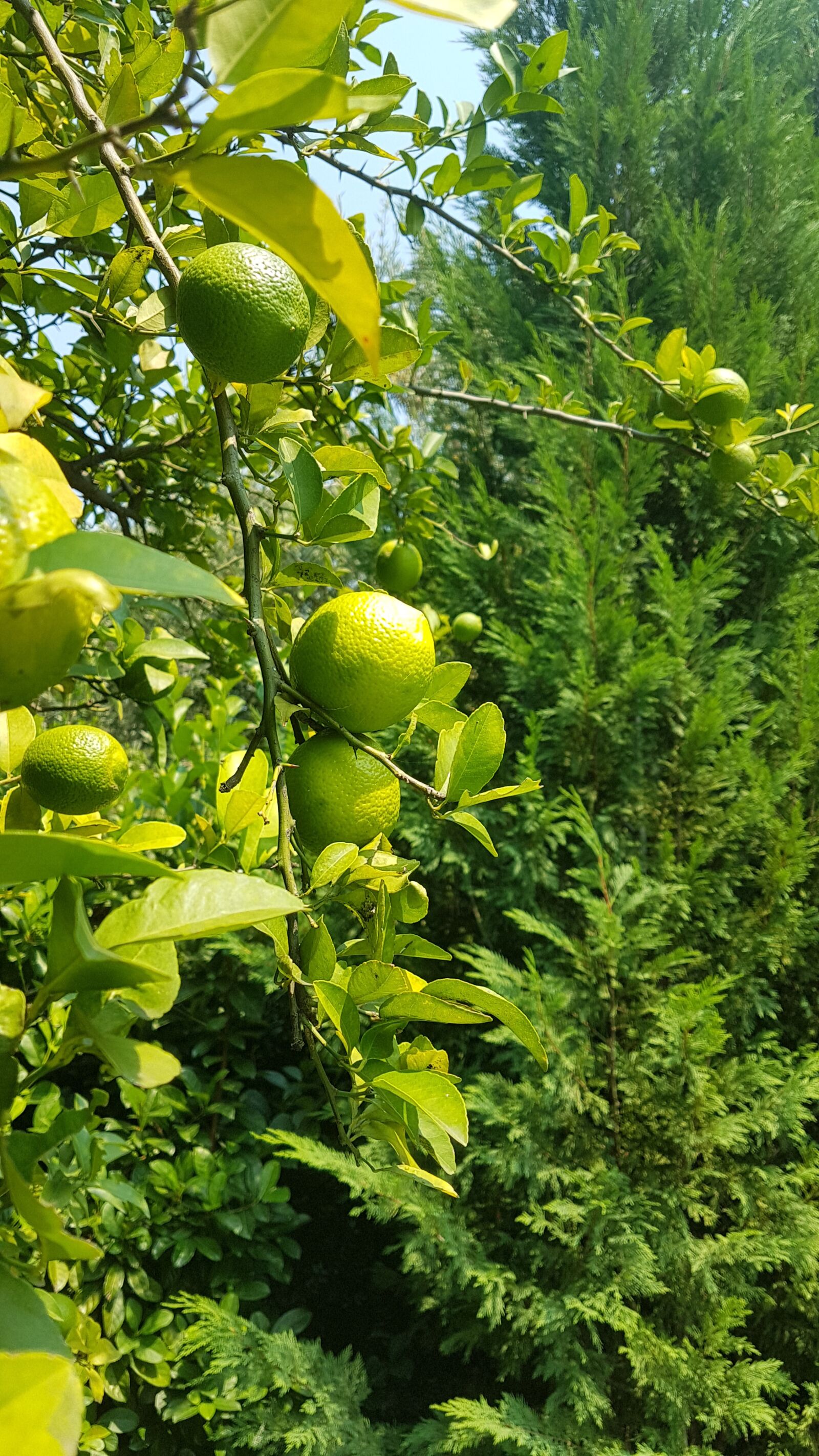 Samsung Galaxy S7 Edge sample photo. Lime, green, lemon photography