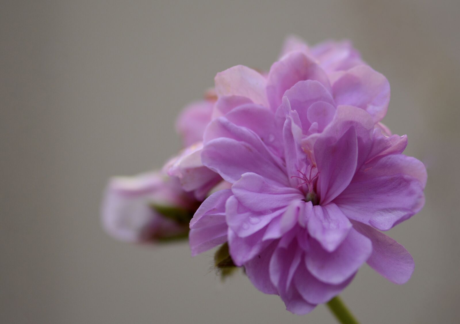 Nikon D7100 sample photo. Nature, floral, garden photography
