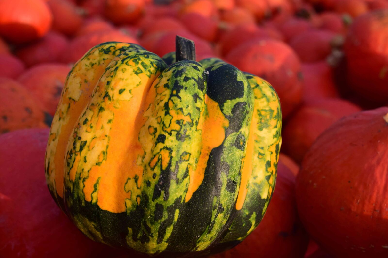 Nikon D3300 sample photo. Vegetable, food, macro, detail photography