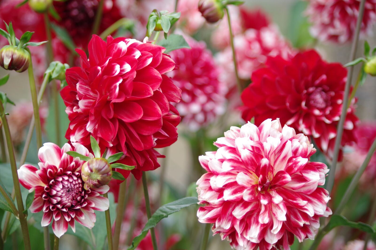 Pentax K-S2 sample photo. Dahlias, red, white photography