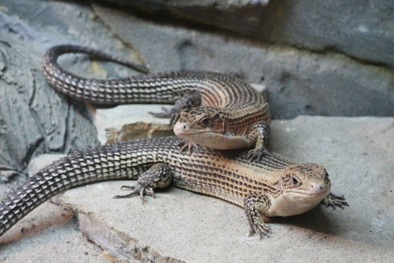 Canon EOS 700D (EOS Rebel T5i / EOS Kiss X7i) sample photo. Sudan plated lizards, reptile photography
