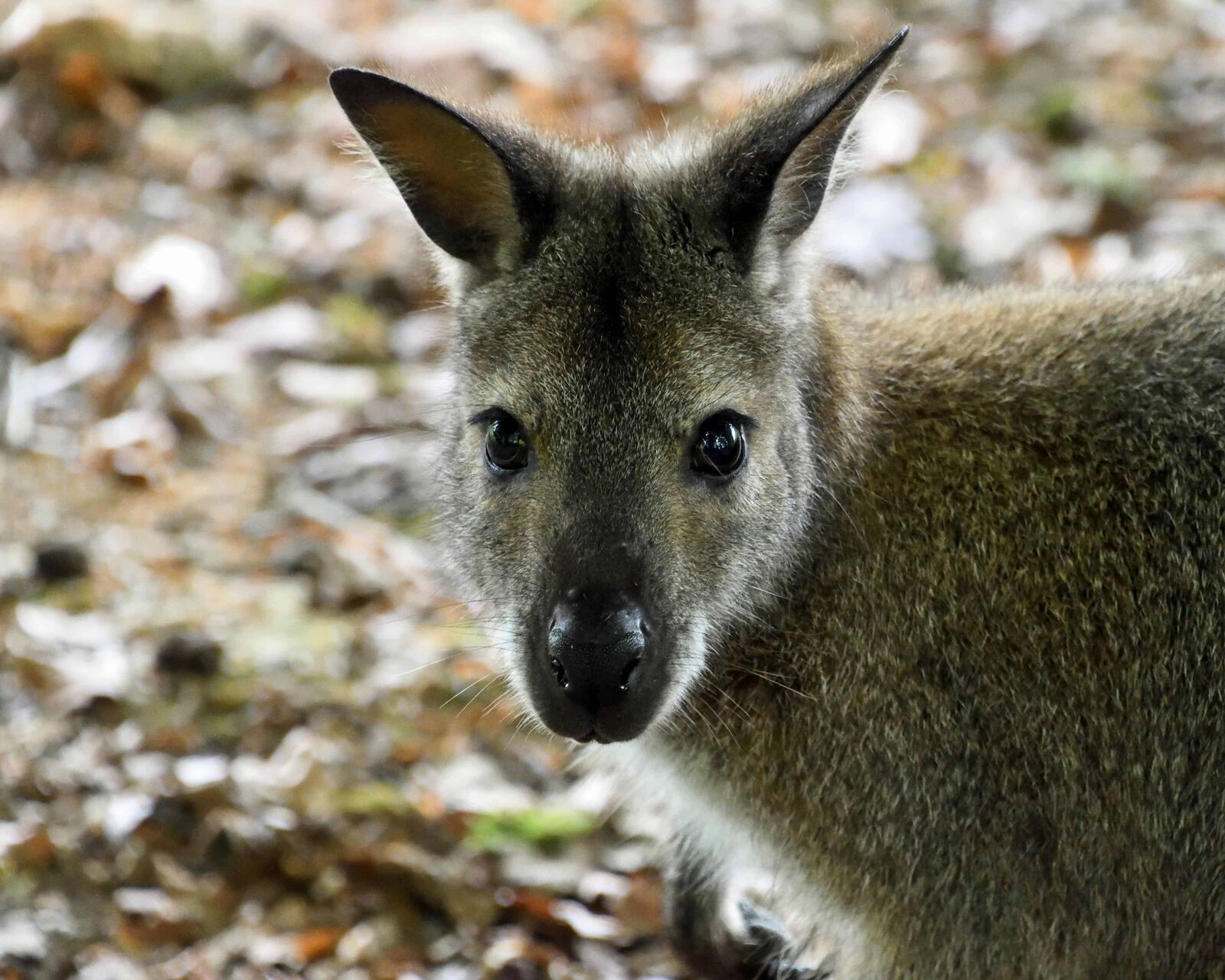 Nikon D500 sample photo. Kangaroo, nature, wildlife, wild photography