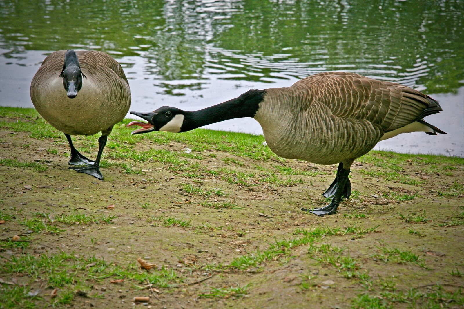 Canon EOS 400D (EOS Digital Rebel XTi / EOS Kiss Digital X) sample photo. Canada geese, waterfowl, wild photography