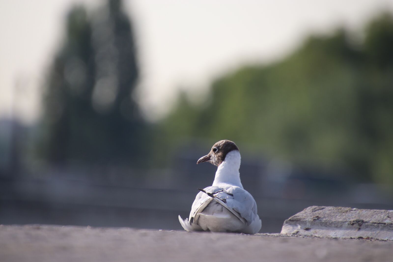 Canon EOS 800D (EOS Rebel T7i / EOS Kiss X9i) sample photo. Seagulls, birds, seabirds photography