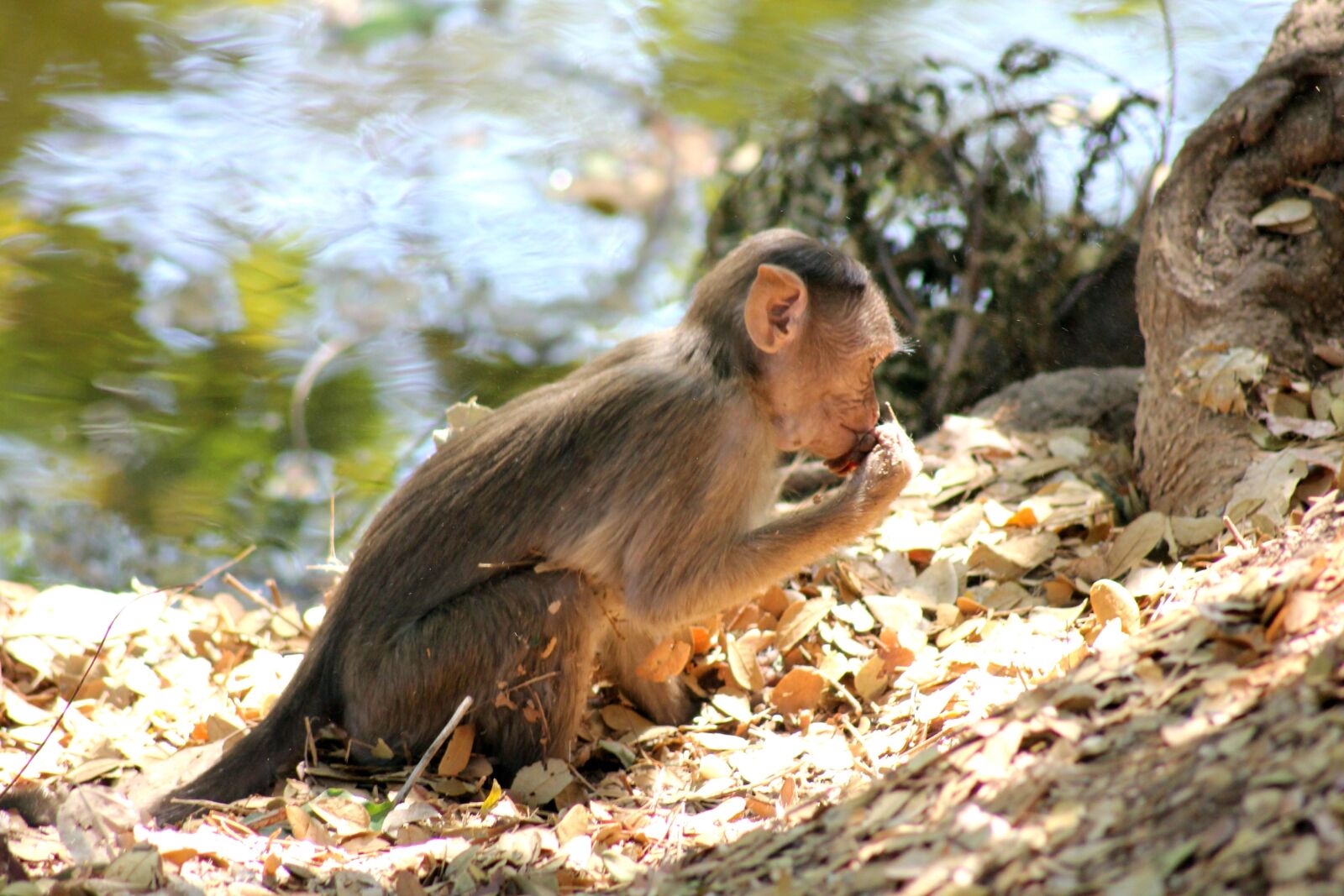Canon EOS 550D (EOS Rebel T2i / EOS Kiss X4) sample photo. Monkey, primate, macaque, animal photography