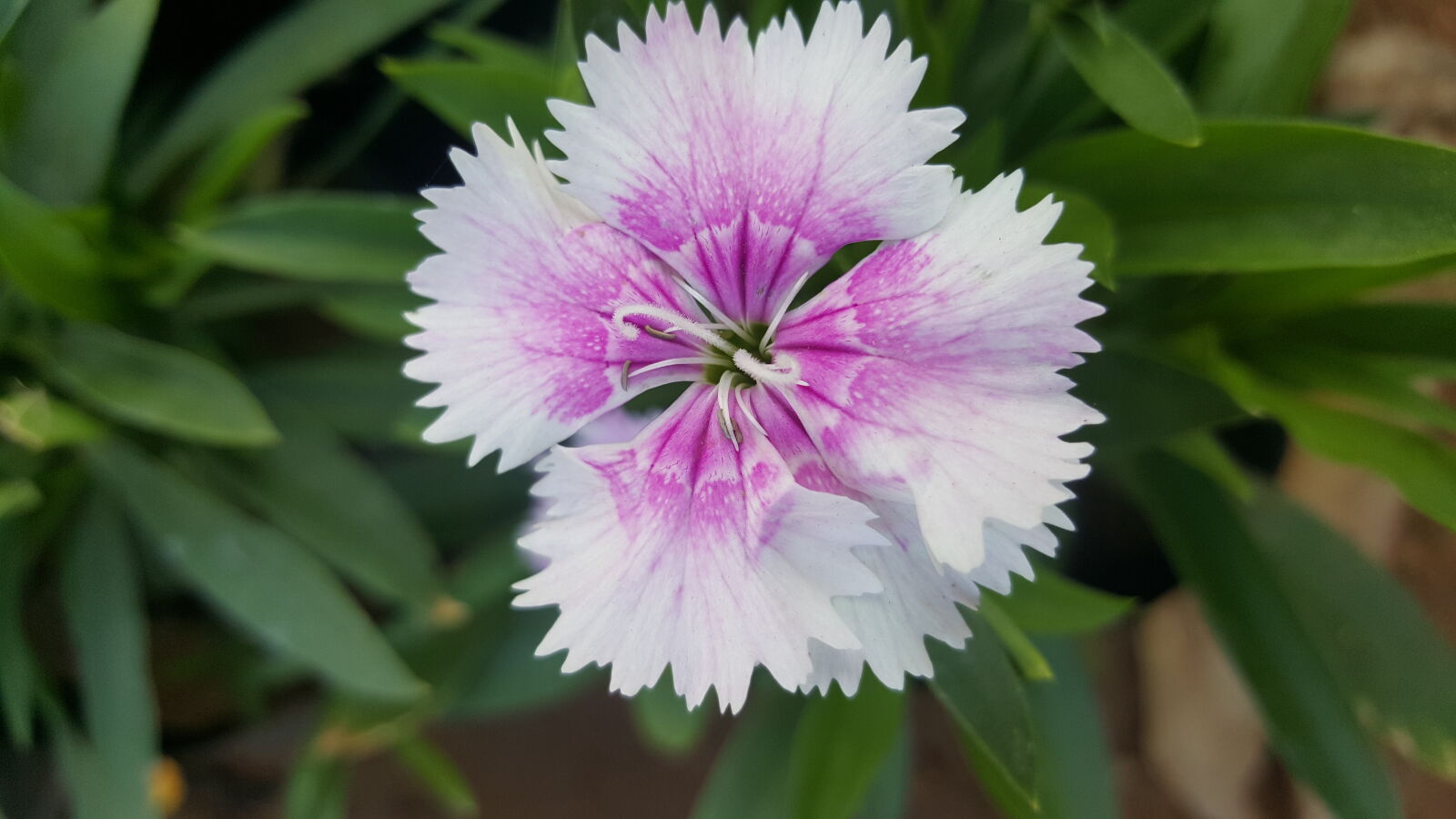 Samsung GALAXY S6 edge sample photo