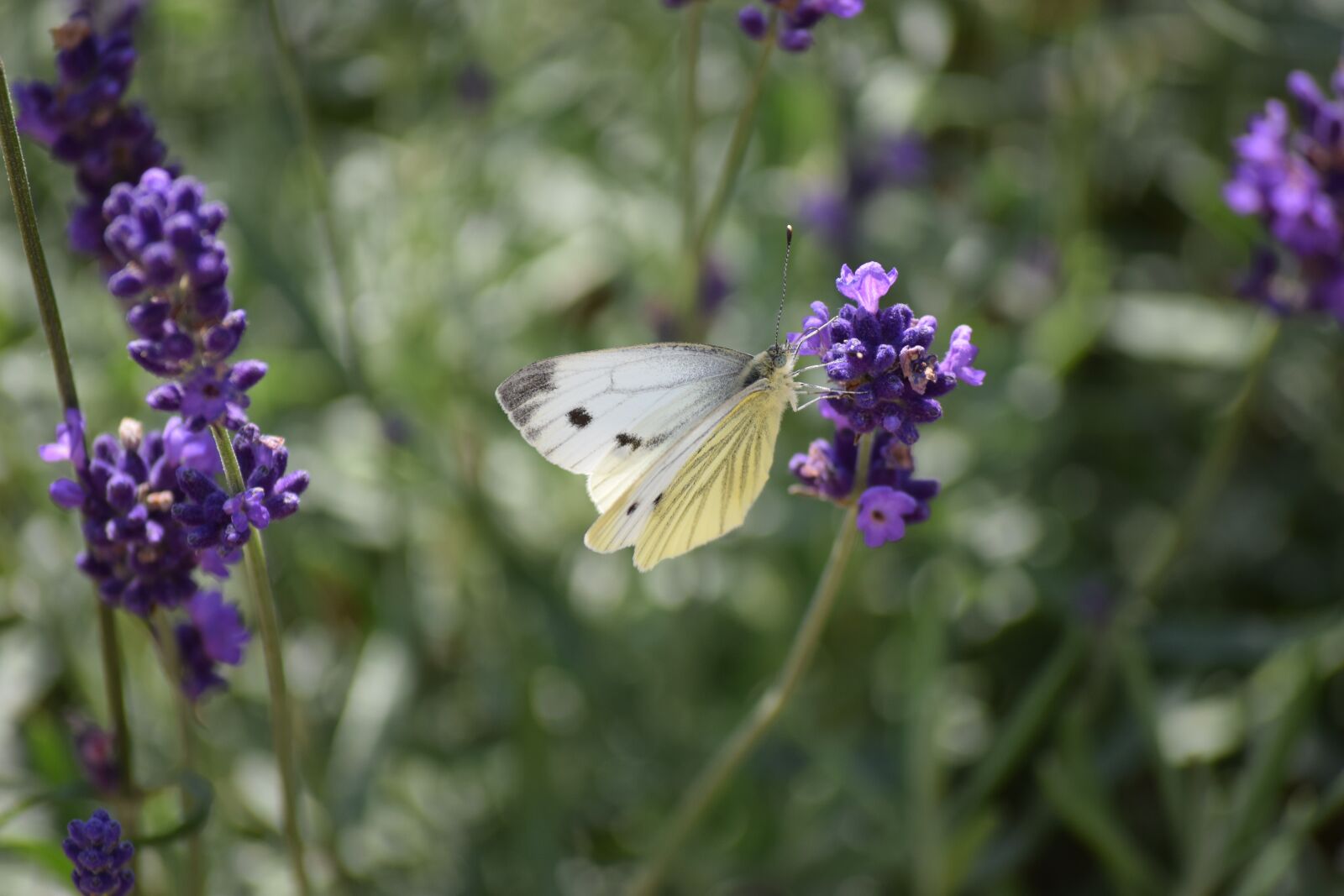 Nikon D5300 sample photo. Flower, nature, plant photography