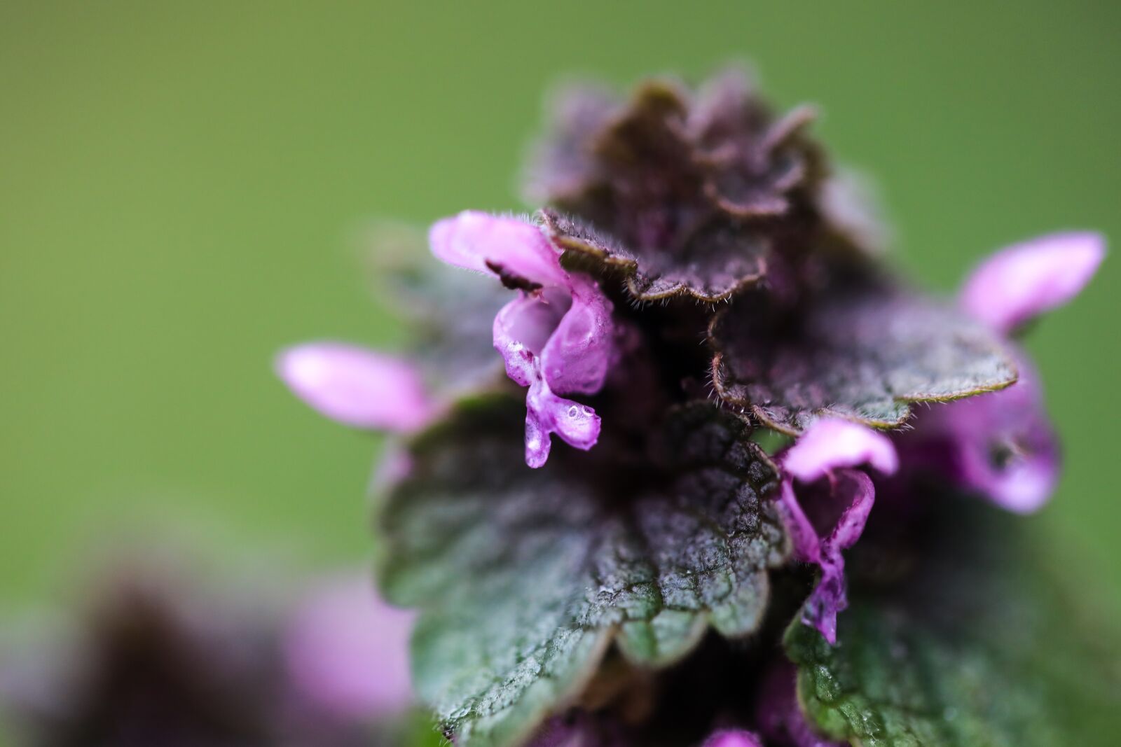 Canon EF 100mm F2.8L Macro IS USM sample photo. Orphan nettle, purple, nettle photography