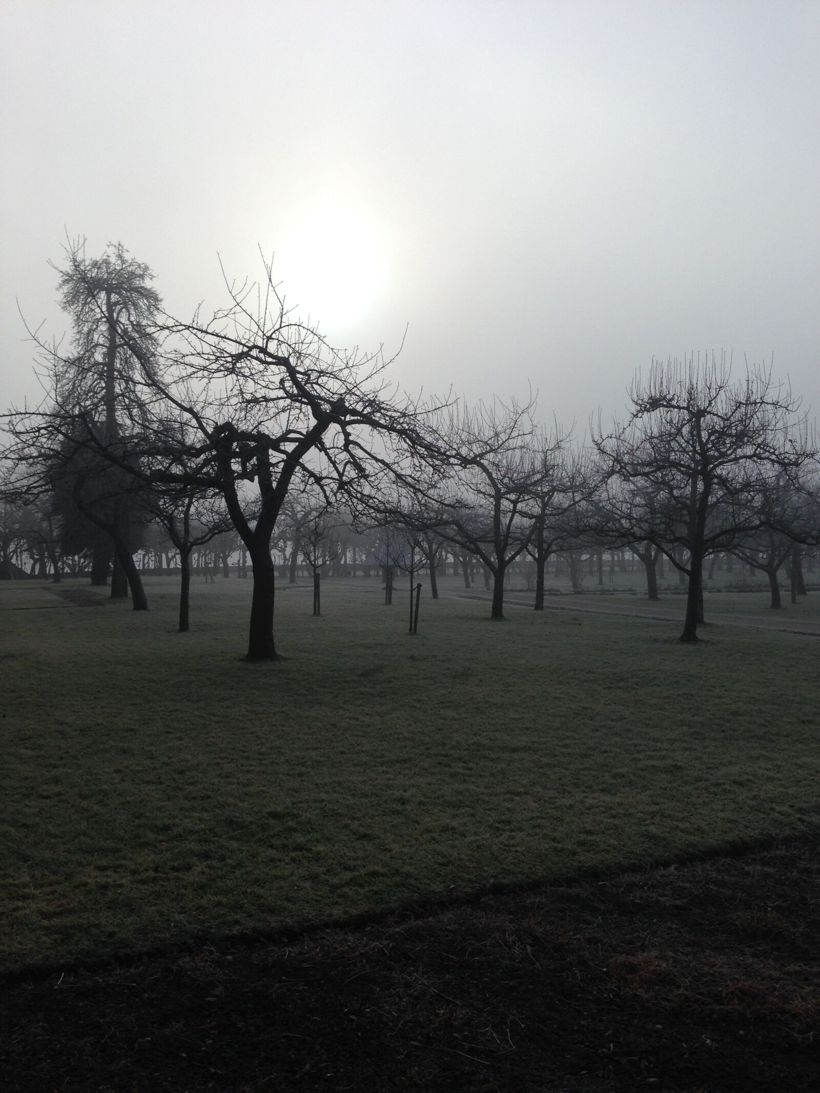 Apple iPhone 5 sample photo. Forest, fog, winter photography