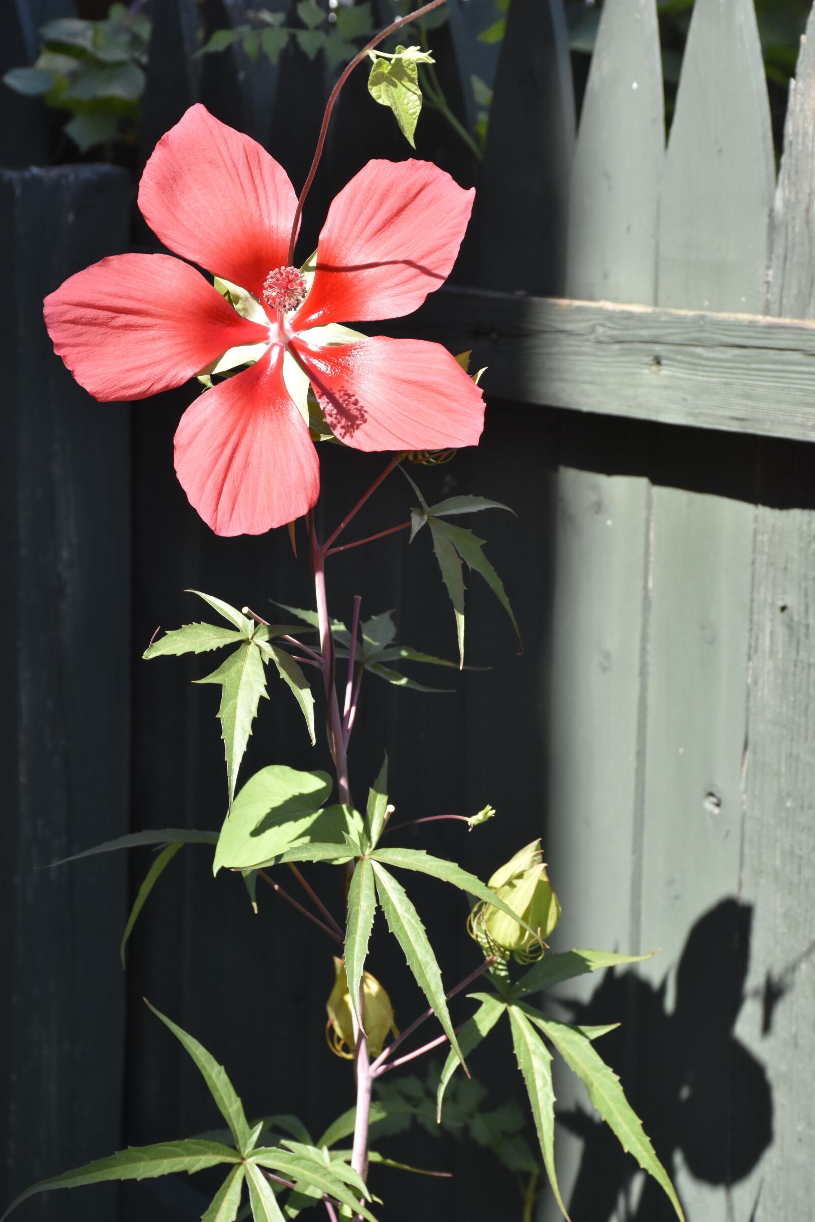Nikon D7200 sample photo. Flower, nature, pink photography